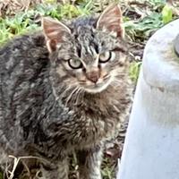 Gattina ha bisogna una casa e affetto