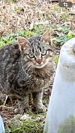 Gattina ha bisogna una casa e affetto