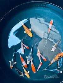 Oranda carpe koi 6-14 cm