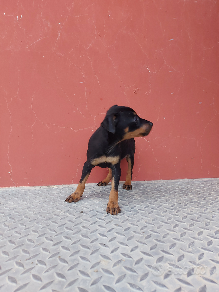 Faisalabad Olx Siberian Husky Puppies For Sale Olx Animali