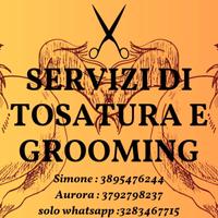 tosatura cavalli