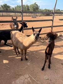 Alpaca