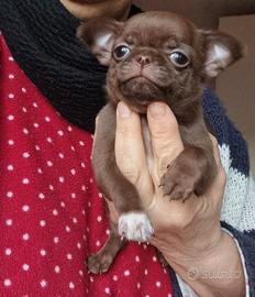 Chihuahua maschietto con pedigree