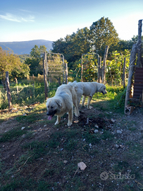Cuccioli maremmano incrocio caucaso