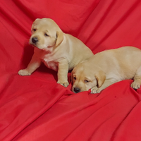 Labrador