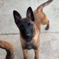 Cuccioli pastore belga Malinois