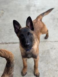Cuccioli pastore belga Malinois