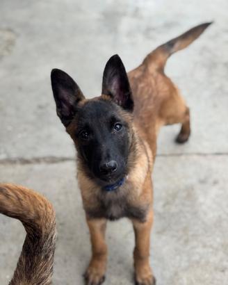 Cuccioli pastore belga Malinois