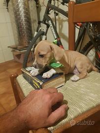 Cucciolo di taglia piccola a pelo raso