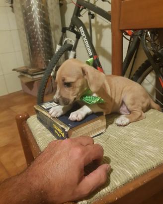 Cucciolo di taglia piccola a pelo raso