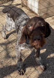 Cucciolo di Drahthaar maschio