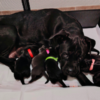 Cuccioli cane corso