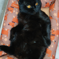 Gatto per accoppiamento