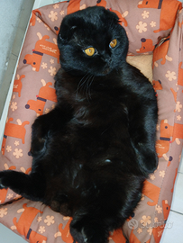 Gatto per accoppiamento