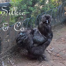 Moroseta silkie nero