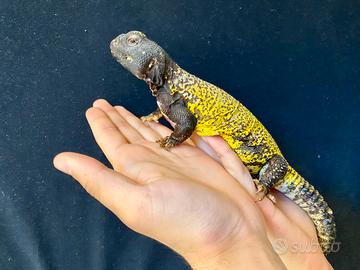 Uromastyx
