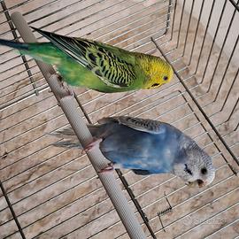 Cocorite coppia