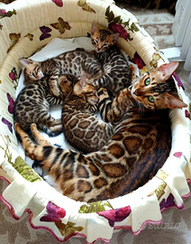 Cuccioli bengala grande taglia XXL 3 mesi