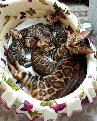 Cuccioli bengala grande taglia XXL 3 mesi