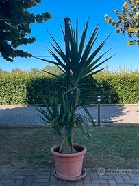 Pianta di Yucca Adulta (Tronchetto della Felicità)