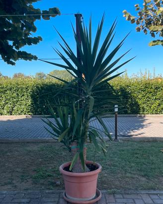 Pianta di Yucca Adulta (Tronchetto della Felicità)