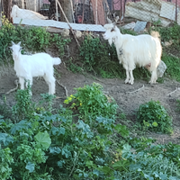Capre e capretti Girgentani a Leonforte