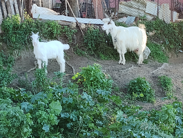 Capre e capretti Girgentani a Leonforte