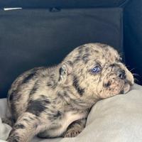 Cuccioli di Bulldog Francese Fluffy