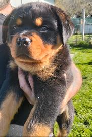Prestigioso cucciolo di Rottweiler con Pedigree
