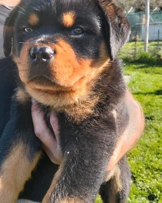 Prestigioso cucciolo di Rottweiler con Pedigree