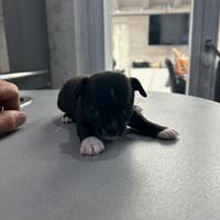 Cucciolo di chihuahua