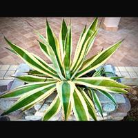 Agave americana variegata