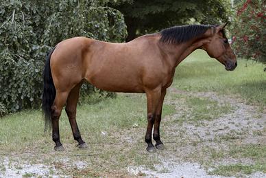 Cavalla Quarter Horse