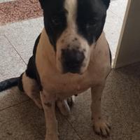 Ricky il cagnolone che riempie di baci