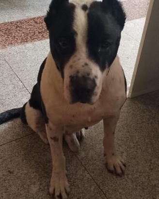 Ricky il cagnolone che riempie di baci