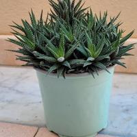 Pianta succulenta