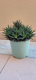 Pianta succulenta