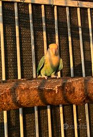 Pappagallo inseparabile