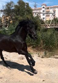 Cavalla frisona