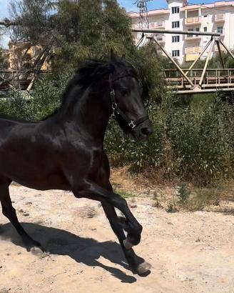 Cavalla frisona