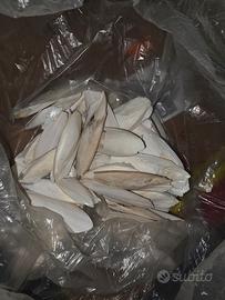 Ossi di seppia per pappagalli 