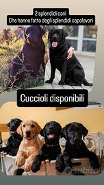 Disponibili cuccioli labrador con pedigree