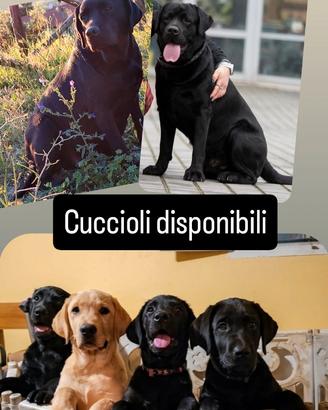 Disponibili cuccioli labrador con pedigree