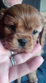 Cuccioli di cavalier king da privato