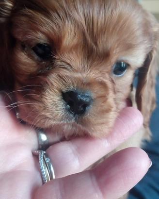 Cuccioli di cavalier king da privato