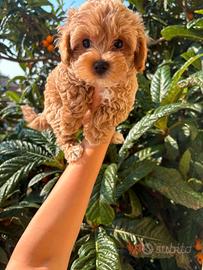 Maltipoo toy scuro