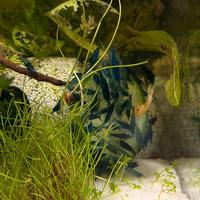 Gamberetti/neocaridina davidi azzurra