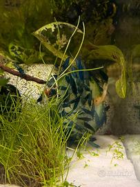 Gamberetti/neocaridina davidi azzurra