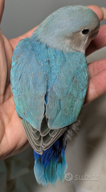 Inseparabili roseicollis