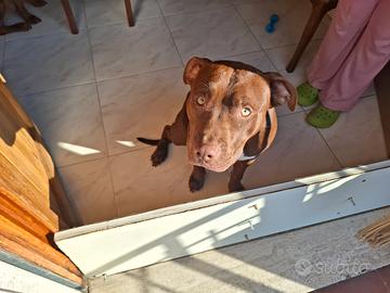 Due fratelli dolcissimi